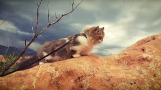 It's Nice to See the Cats Are Hiking